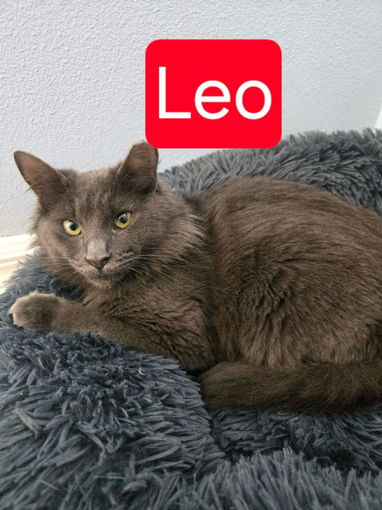 Leo (Leonardo), Adoptable, Young Male Domestic Long Hair & Maine Coon.