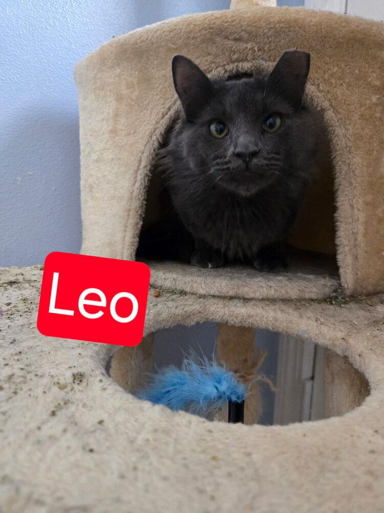 Leo (Leonardo), a Adoptable mixed breed in Fern Park, FL image 2/3