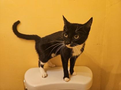 Juno, Adoptable, Adult Female Domestic Short Hair & Domestic Short Hair.