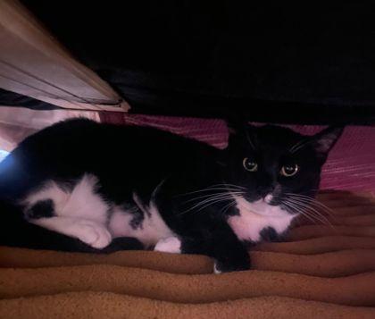 Enlarge Juno, a Adoptable mixed breed in Berwick, PA image 2/2