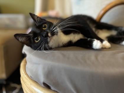 Enlarge Juno, a Adoptable mixed breed in Berwick, PA image 2/2