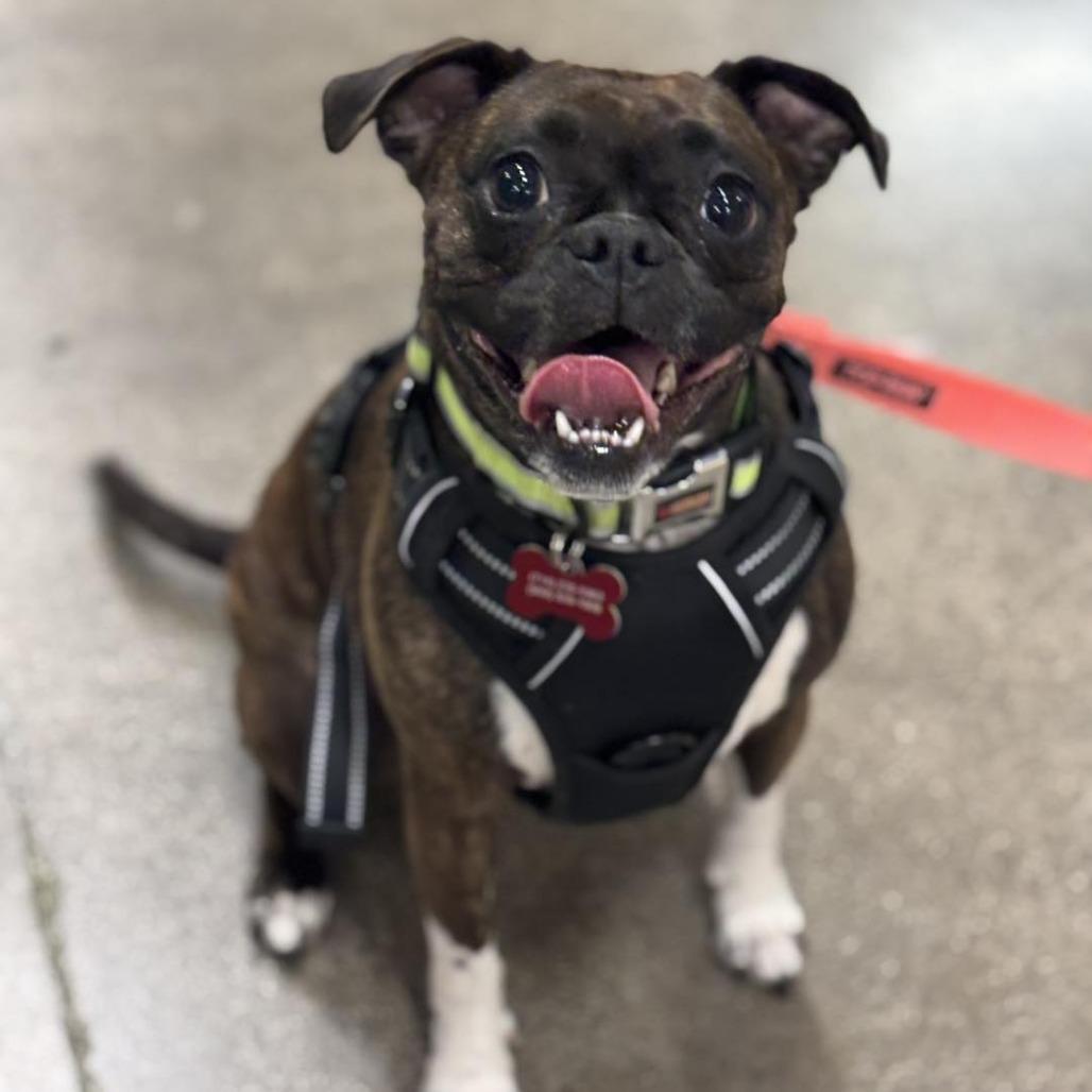 Enlarge Connie, a Adoptable mixed breed in Apple Valley, CA image 1/1