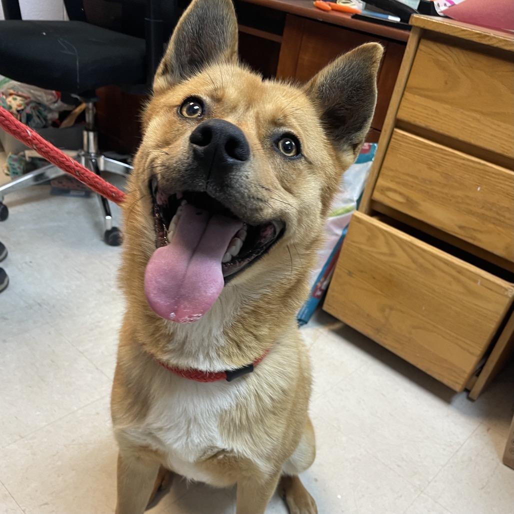 Enlarge Maui 26-0103, a Adoptable Mixed Breed in Yanceyville, NC image 1/4