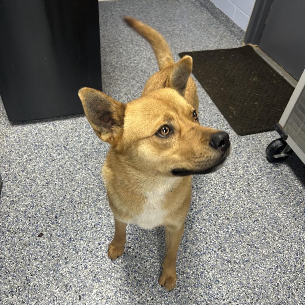 Enlarge Maui 26-0103, a Adoptable Mixed Breed in Yanceyville, NC image 2/4