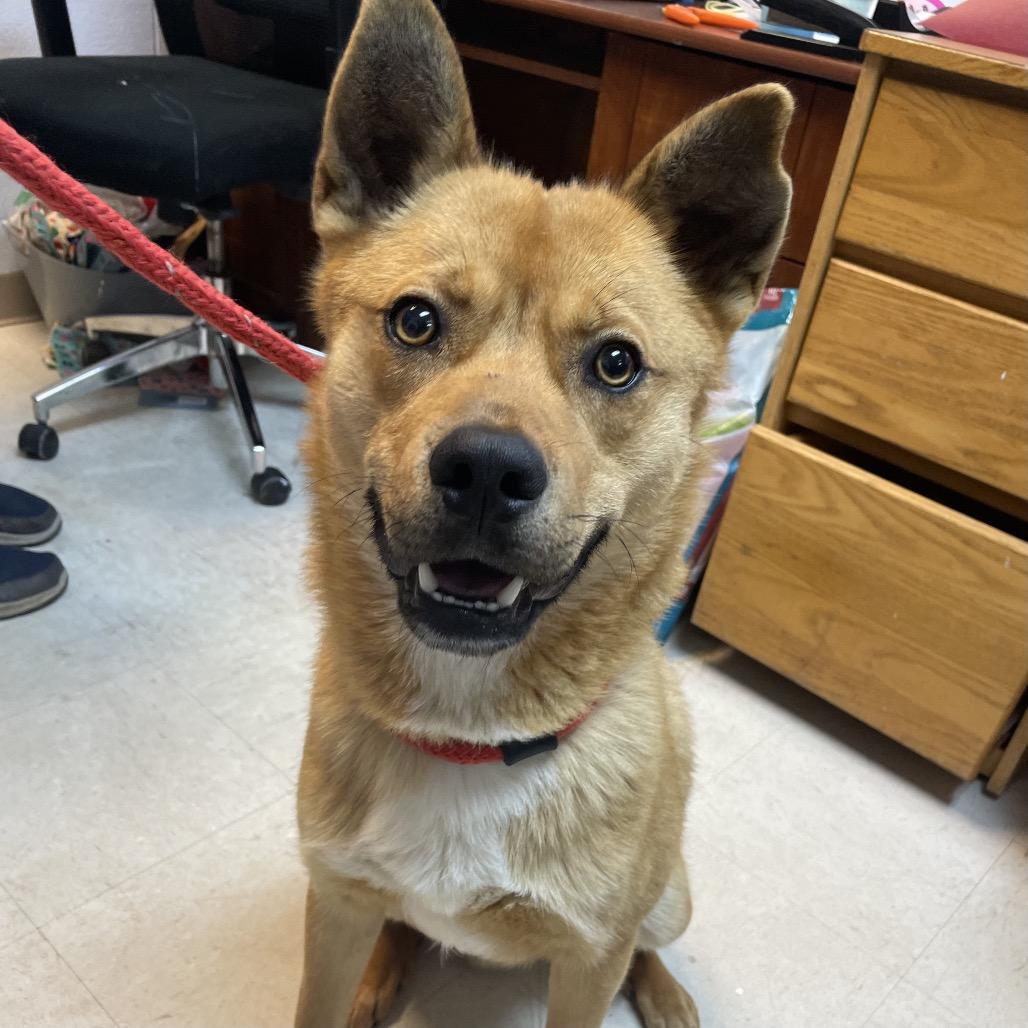 Enlarge Maui 26-0103, a Adoptable Mixed Breed in Yanceyville, NC image 3/4