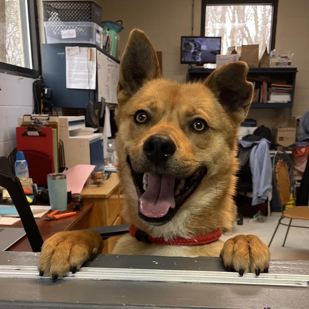 Enlarge Maui 26-0103, a Adoptable Mixed Breed in Yanceyville, NC image 4/4