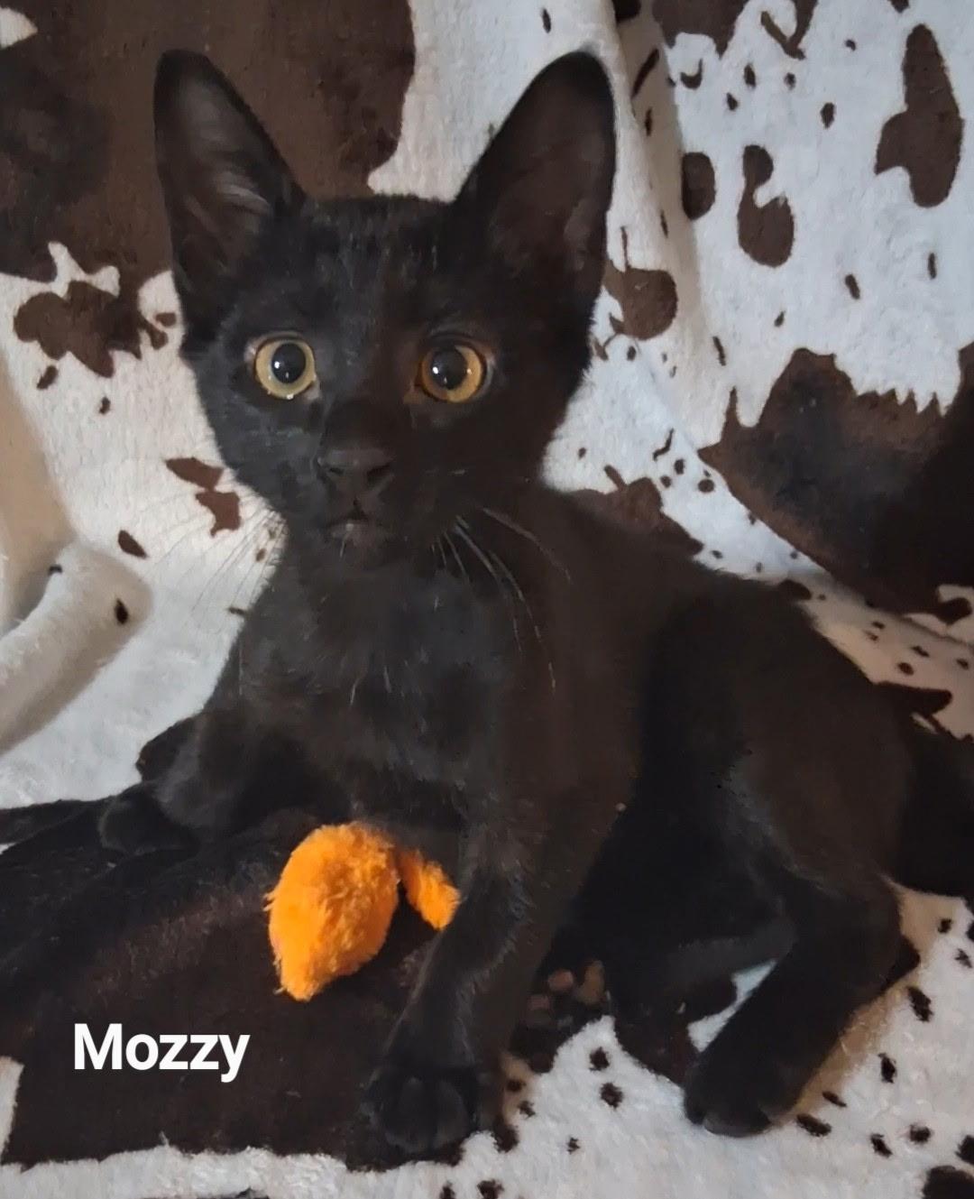 Enlarge Mozzy, a Adopted Domestic Short Hair in Lubbock, TX image 1/2