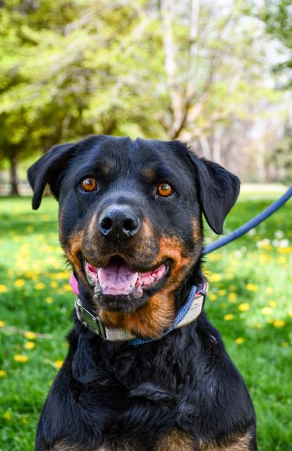 Shadow, Adoptable, Adult Female Rottweiler & Mixed Breed.