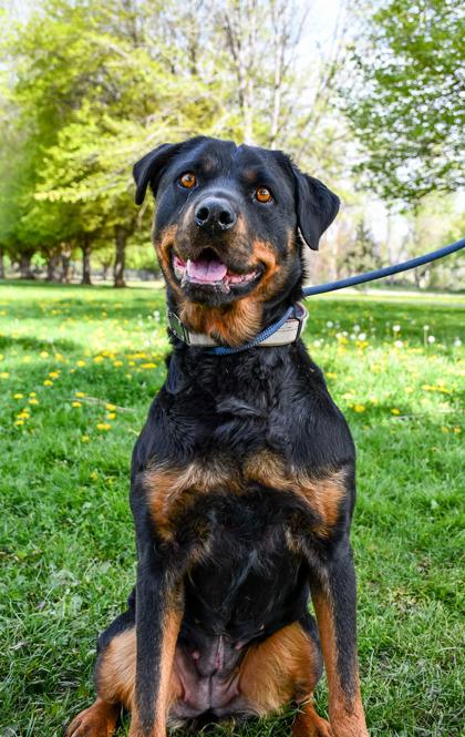 Enlarge Shadow, a Adoptable mixed breed in Yakima, WA image 2/3