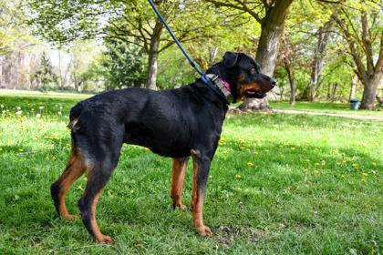 Enlarge Shadow, a Adoptable mixed breed in Yakima, WA image 3/3