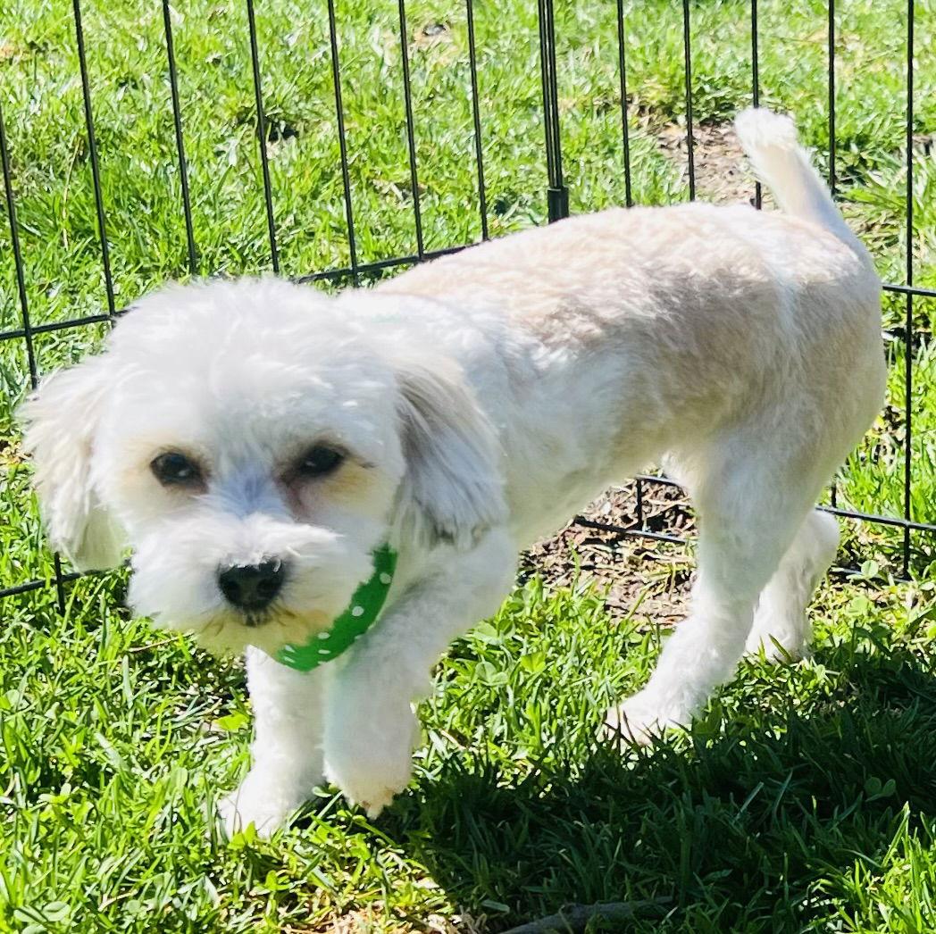 Enlarge Lantana, a Adopted Havanese in Germantown, OH image 1/3