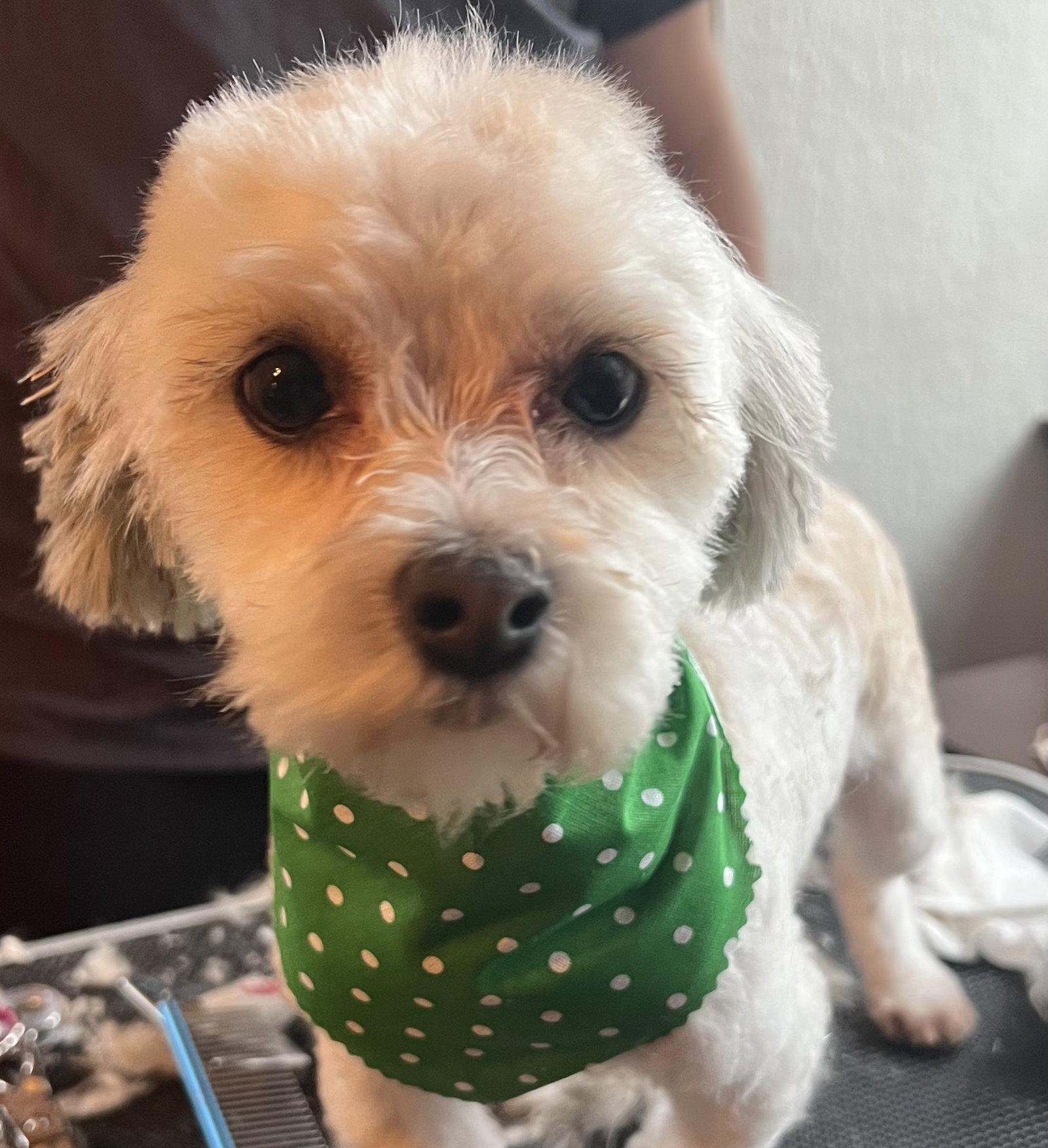 Enlarge Lantana, a Adopted Havanese in Germantown, OH image 2/3