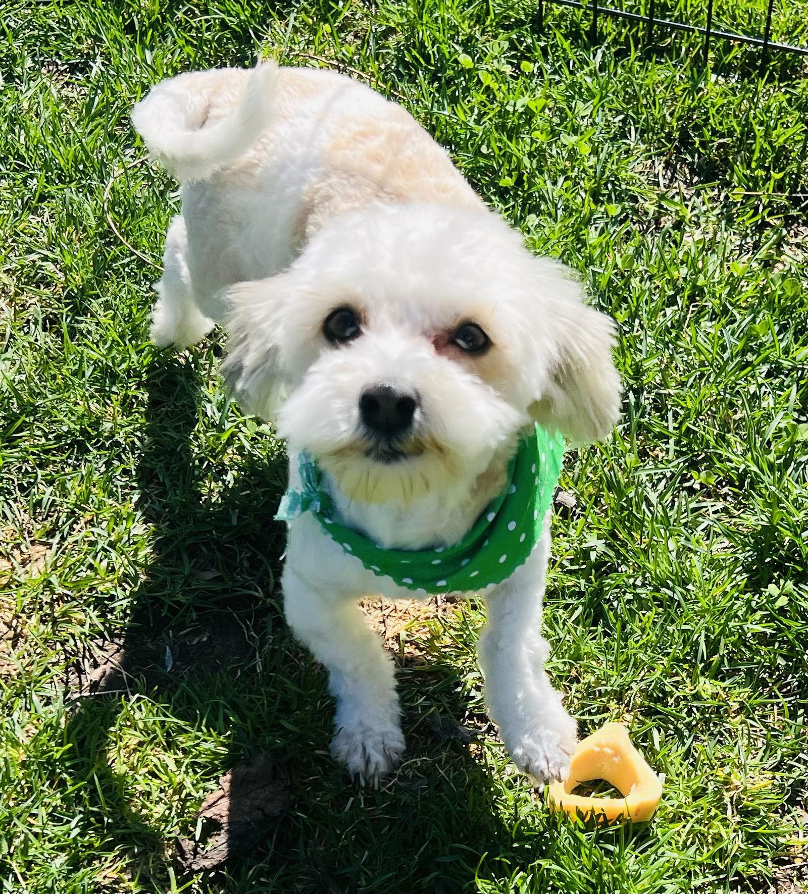 Enlarge Lantana, a Adopted Havanese in Germantown, OH image 3/3