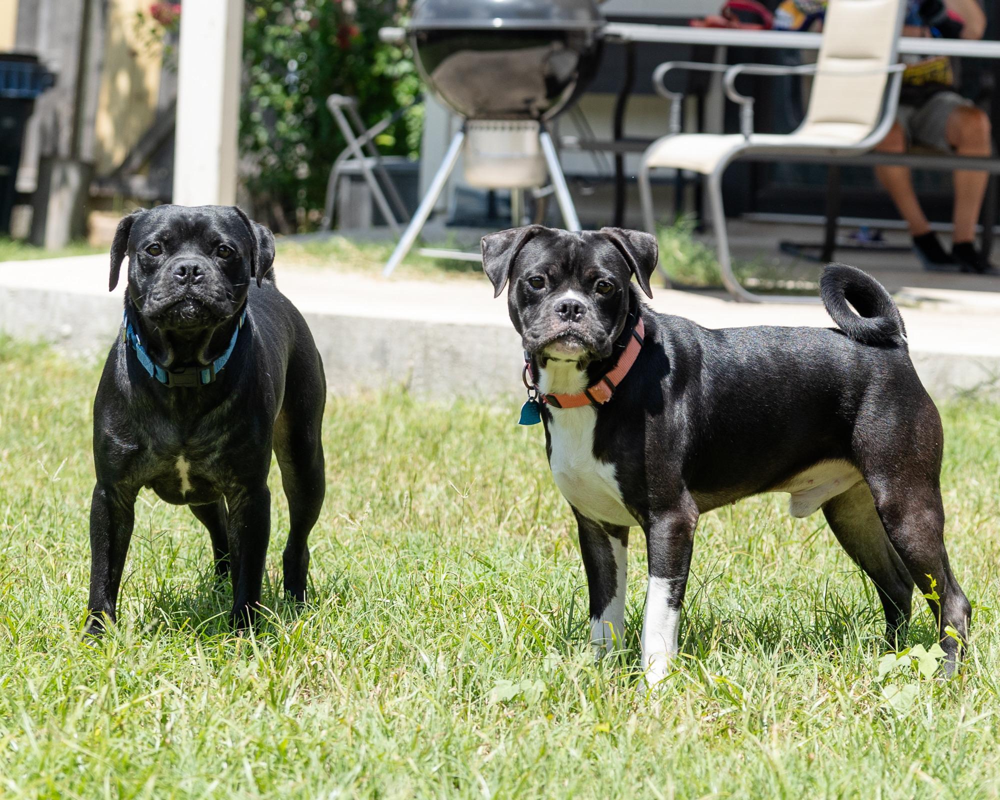 Caption & Hawk, Adult Male Boxer