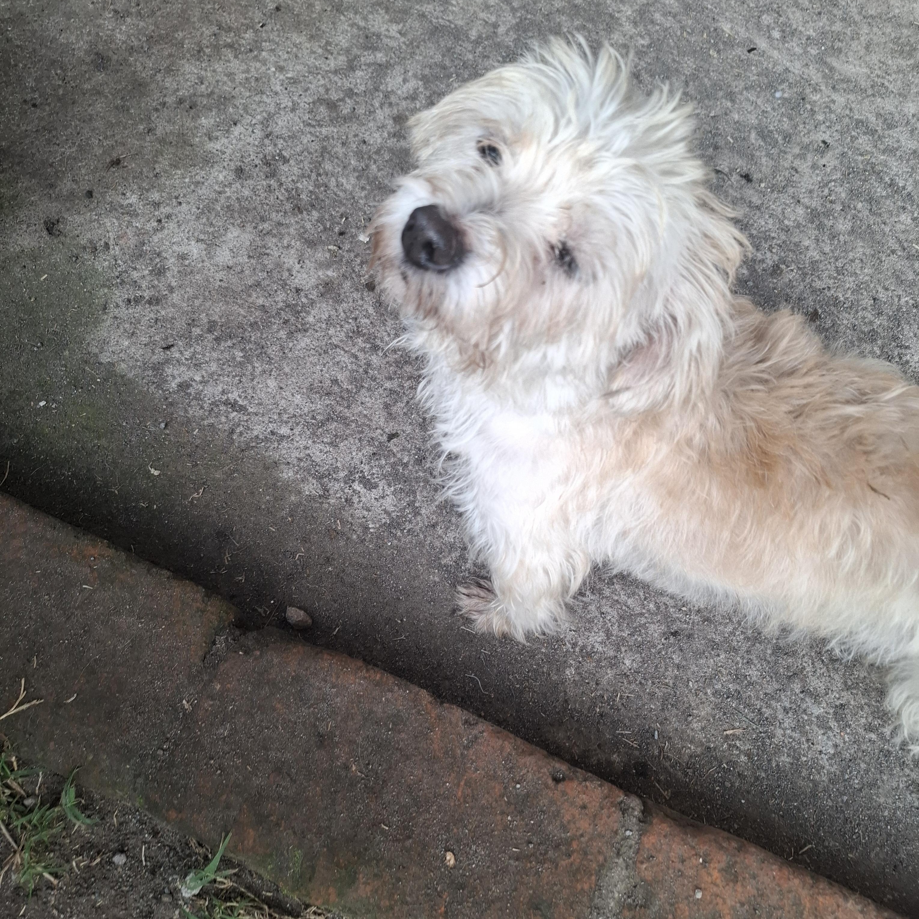 Dana, an adopted Rat Terrier in Georgetown, TX image 5/5