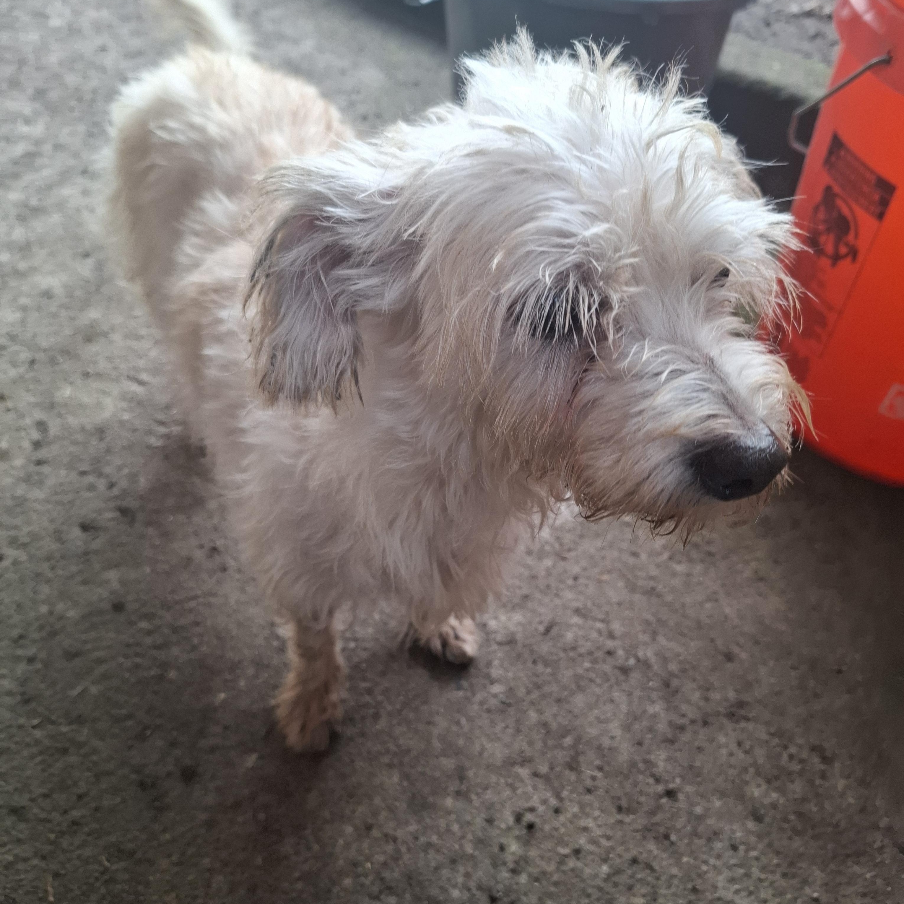 Dana, an adopted Rat Terrier in Georgetown, TX image 4/5