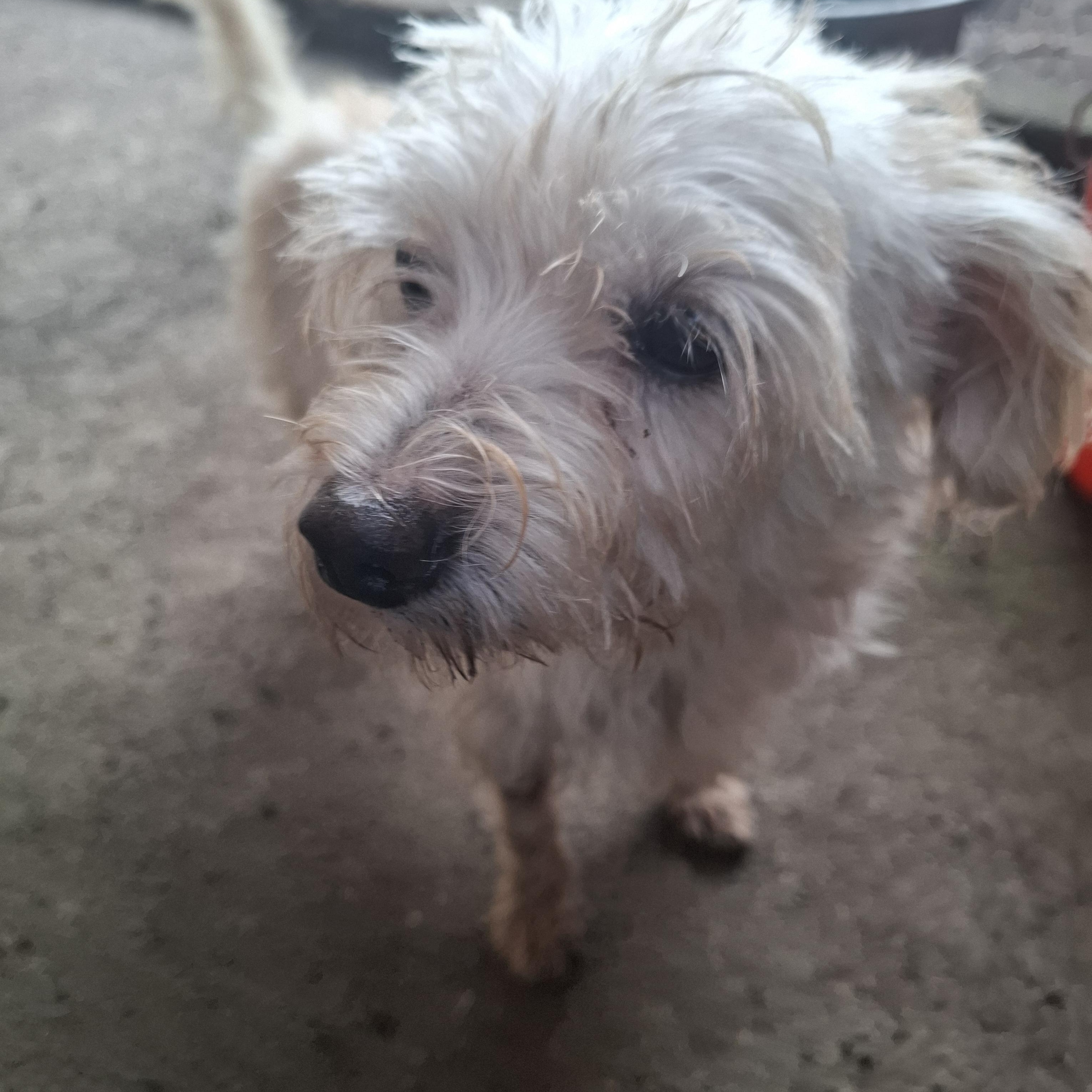 Dana, an adopted Rat Terrier in Georgetown, TX image 3/5