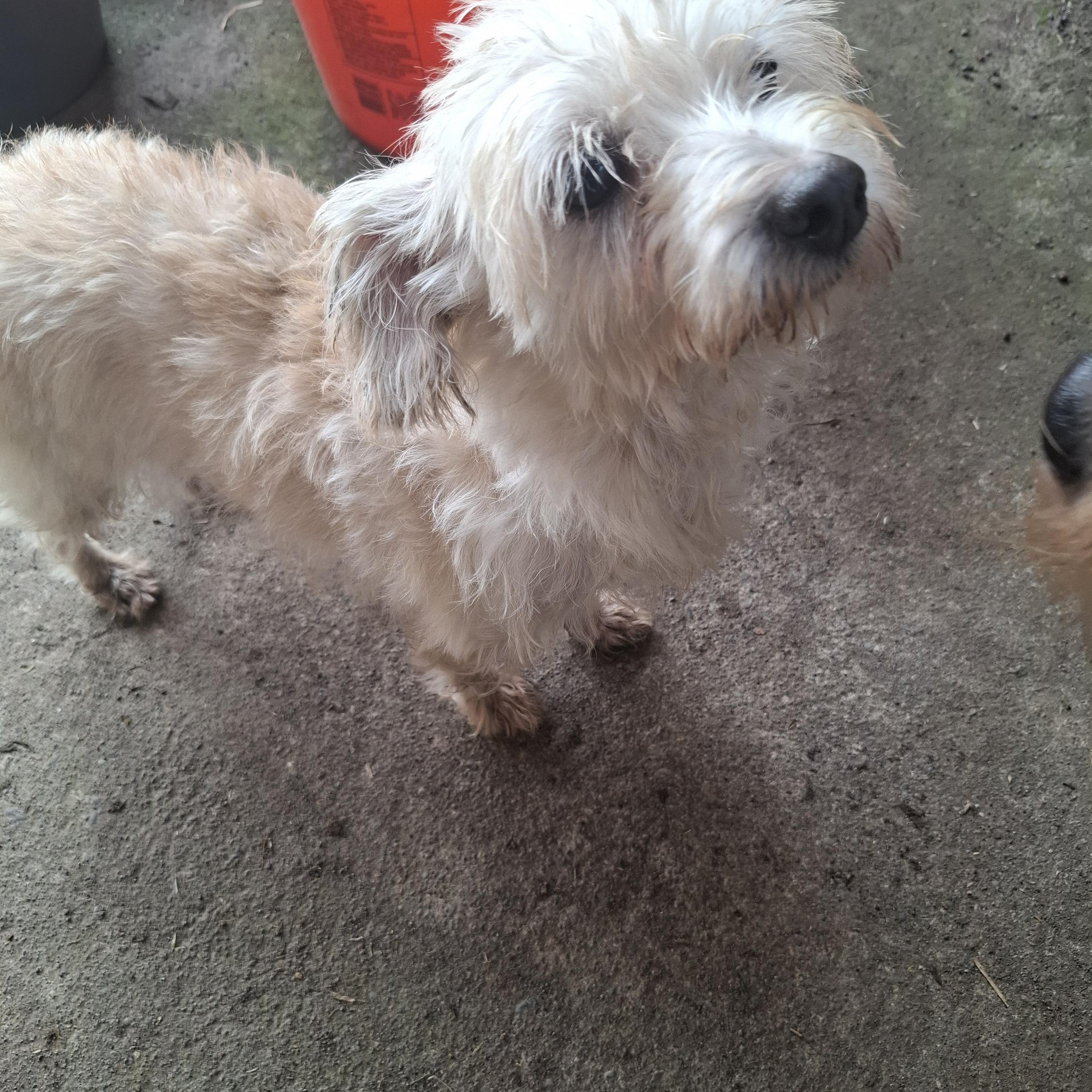 Dana, an adopted Rat Terrier in Georgetown, TX image 1/5