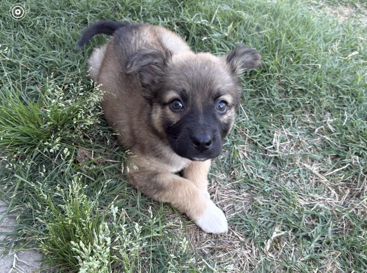 Ellie, adopted, Puppy Female Shepherd & Labrador Retriever.