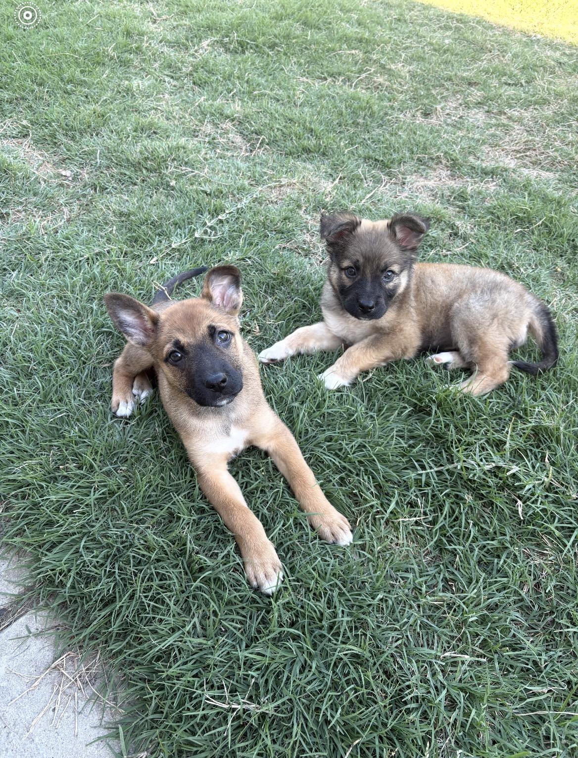 Ellie, an adopted mixed breed in Kannapolis, NC image 2/2