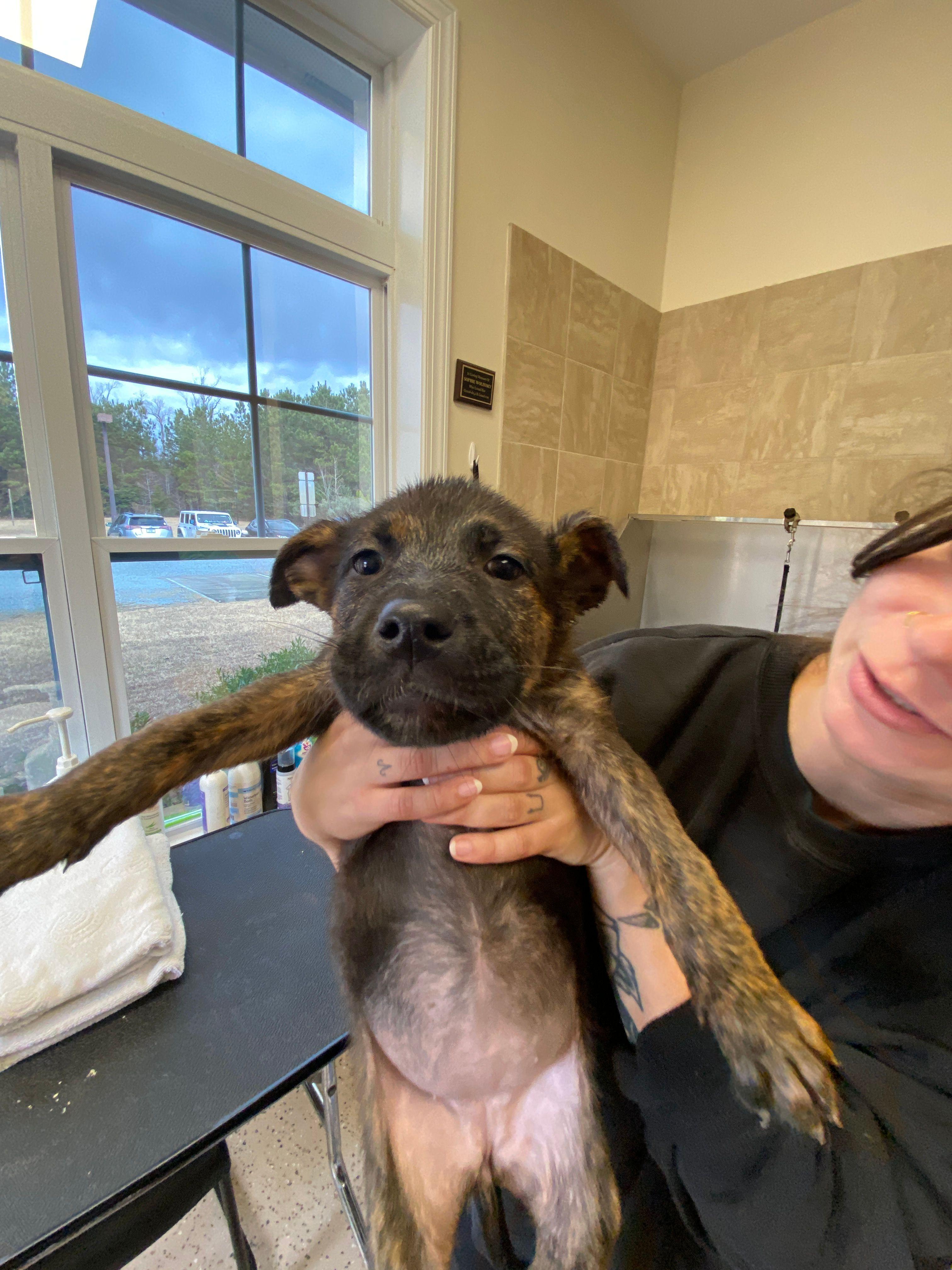 Adina, Adoptable, Puppy Female Hound & Terrier.