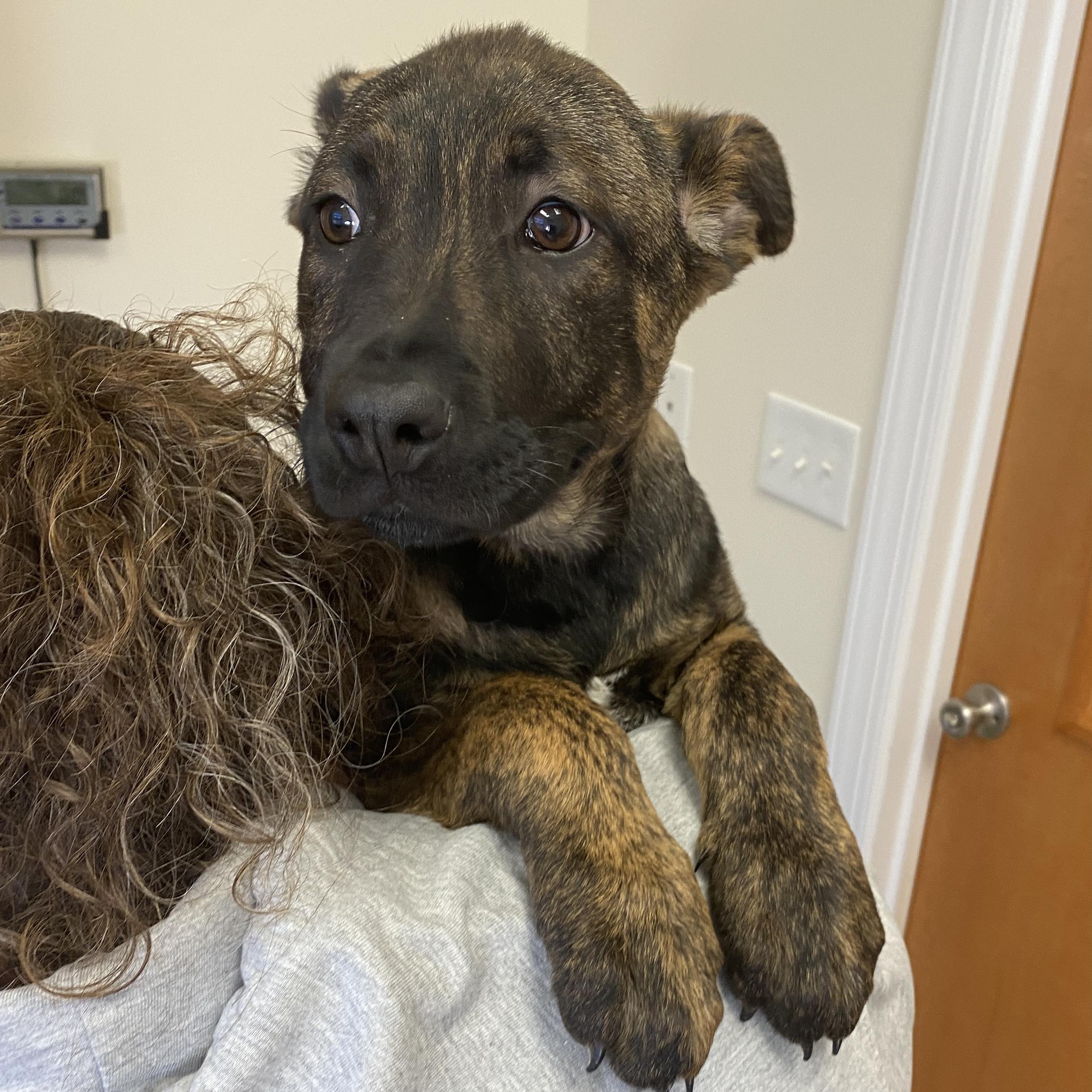 Adina, a Adoptable mixed breed in Winnabow, NC image 2/2