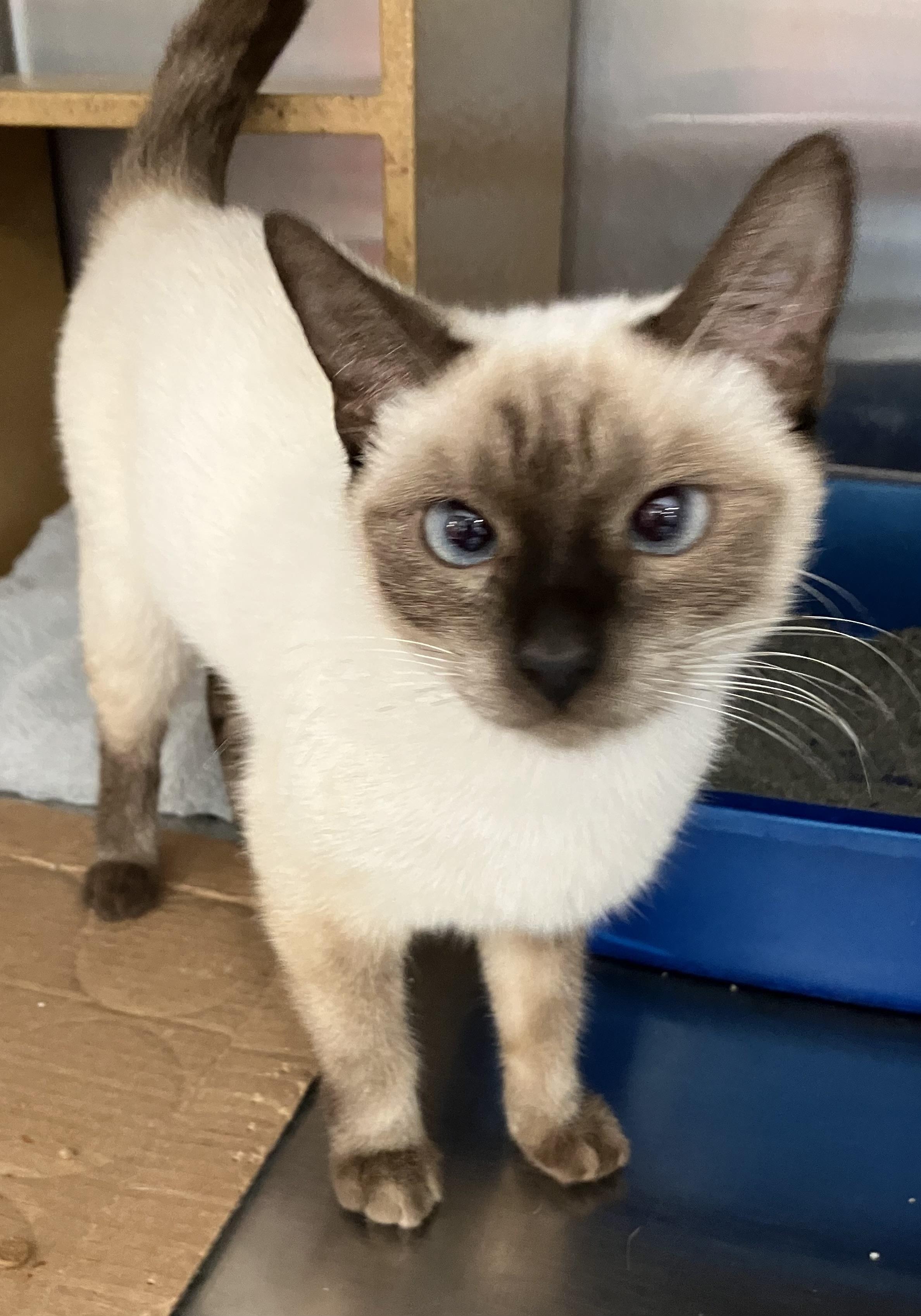 Sushi, adopted, Young Female Siamese.