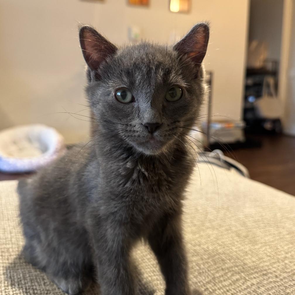 Blue Cheese, Adoptable, Kitten Male Domestic Short Hair.