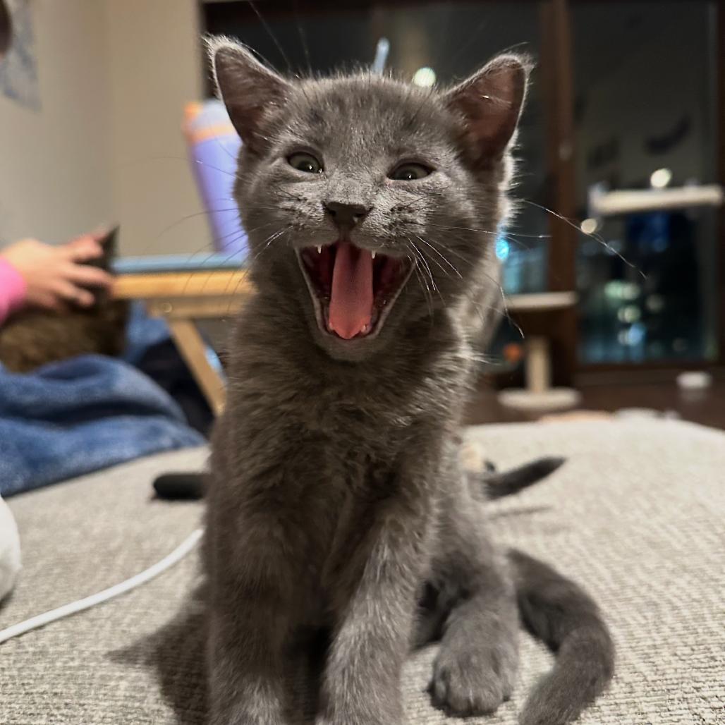 Blue Cheese, a Adoptable Domestic Short Hair in Washougal, WA image 2/4