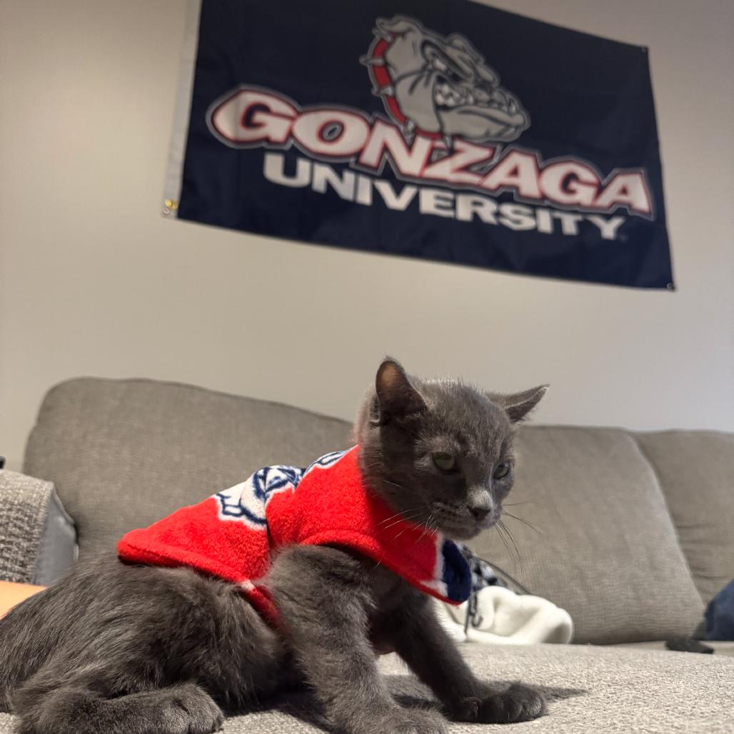 Blue Cheese, a Adoptable Domestic Short Hair in Washougal, WA image 3/4