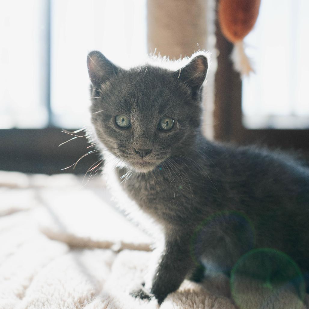 Blue Cheese, a Adoptable Domestic Short Hair in Washougal, WA image 4/4
