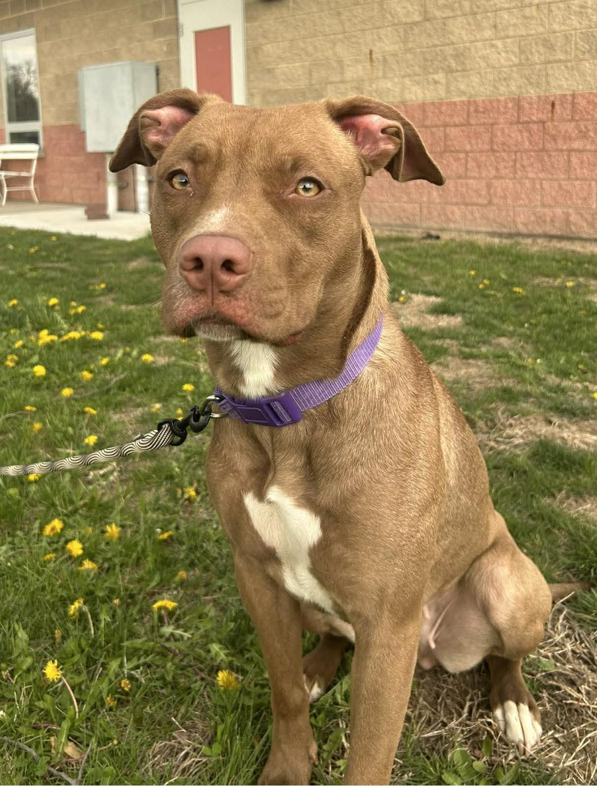 Aurora, ADOPTABLE, Young Female Pit Bull Terrier & Labrador Retriever.