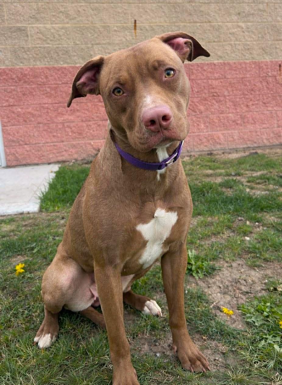 Enlarge Aurora, a ADOPTABLE mixed breed in Maryville, MO image 3/3