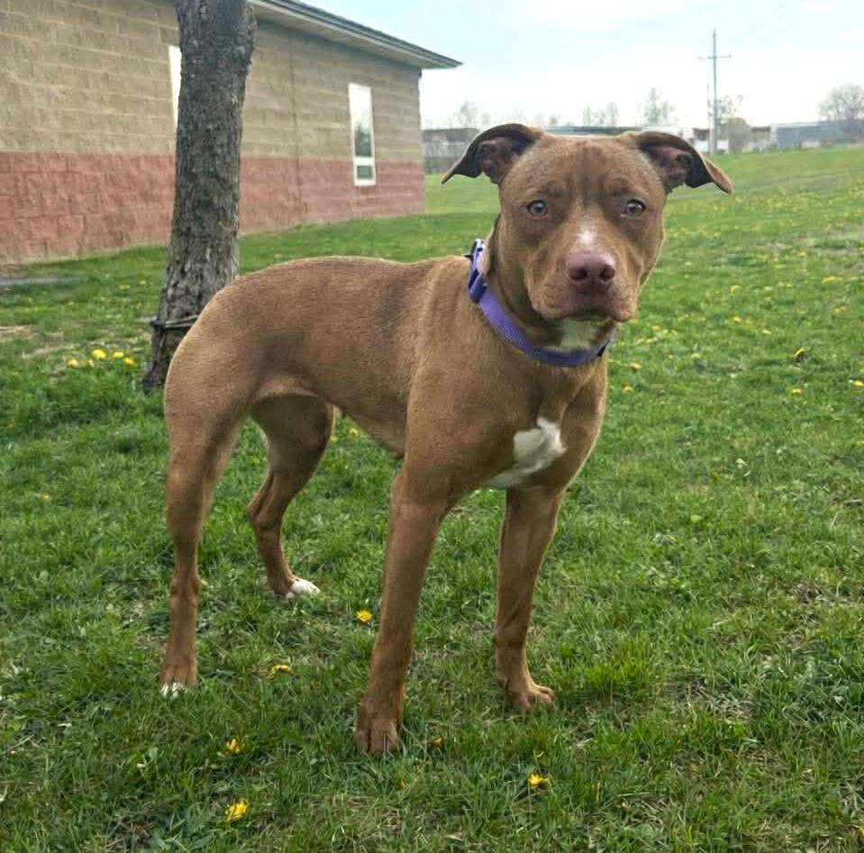 Enlarge Aurora, a ADOPTABLE mixed breed in Maryville, MO image 2/3