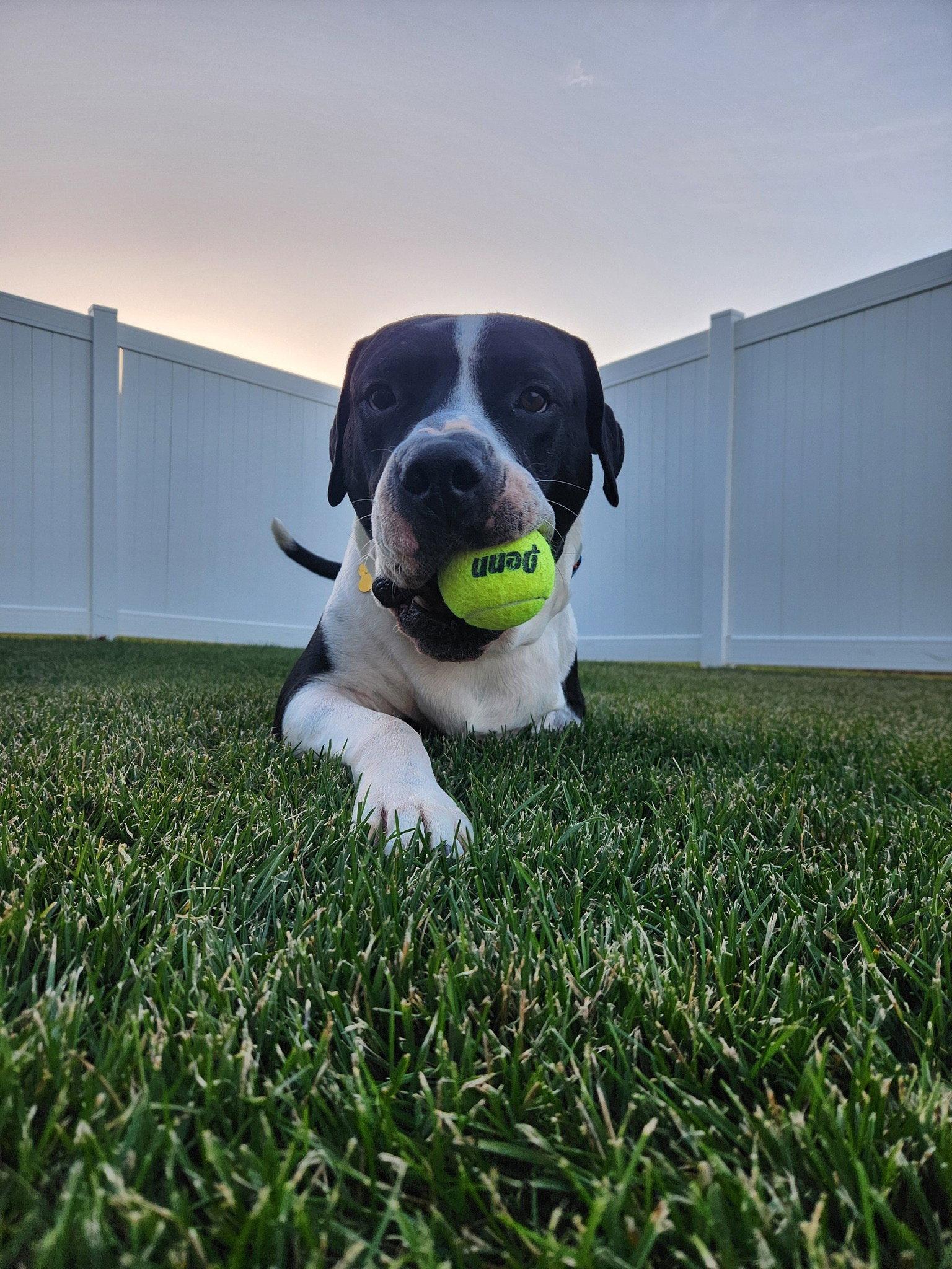 Enlarge Homer, a Adopted mixed breed in Cedar Rapids, IA image 1/3