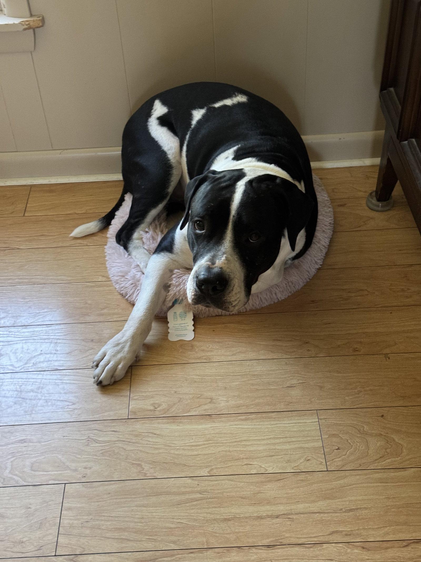 Homer, Adopted, Adult Male Pit Bull Terrier & Hound.