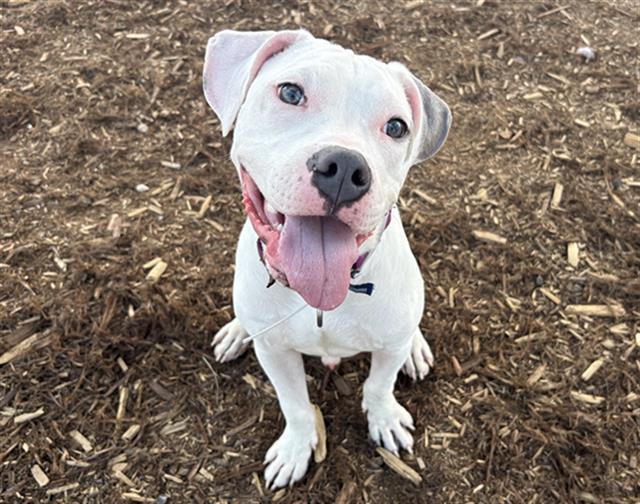 KRYPTO, Adoptable, Young Male Pit Bull Terrier.