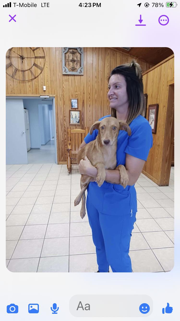 Honey, Adult Female Labrador Retriever