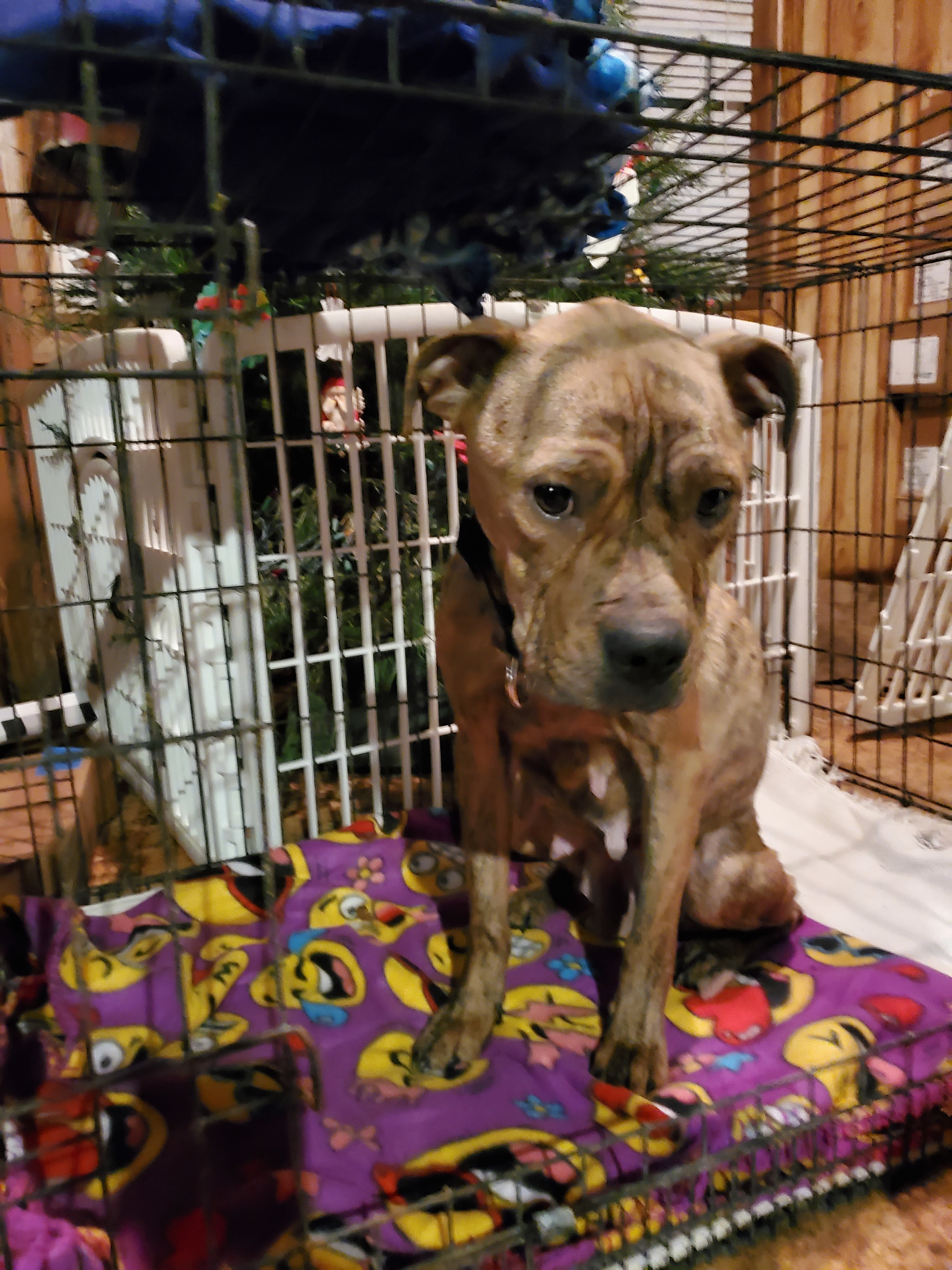 Enlarge Phoebe, a Adoptable mixed breed in Linton, IN image 1/3