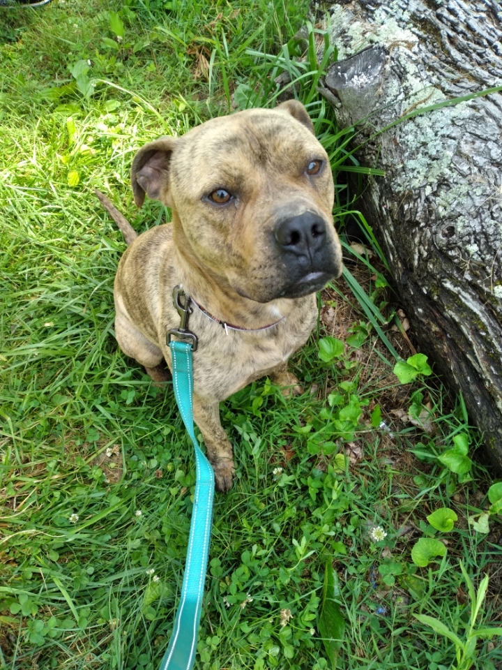 Phoebe, Adoptable, Adult Female Pit Bull Terrier.