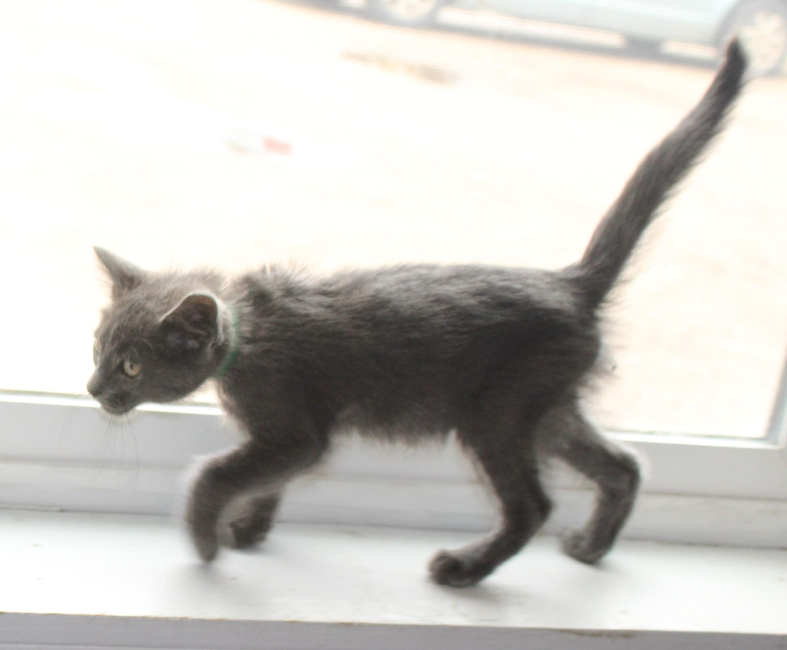 Enlarge Jaws, a Adoptable mixed breed in Huron, SD image 1/4