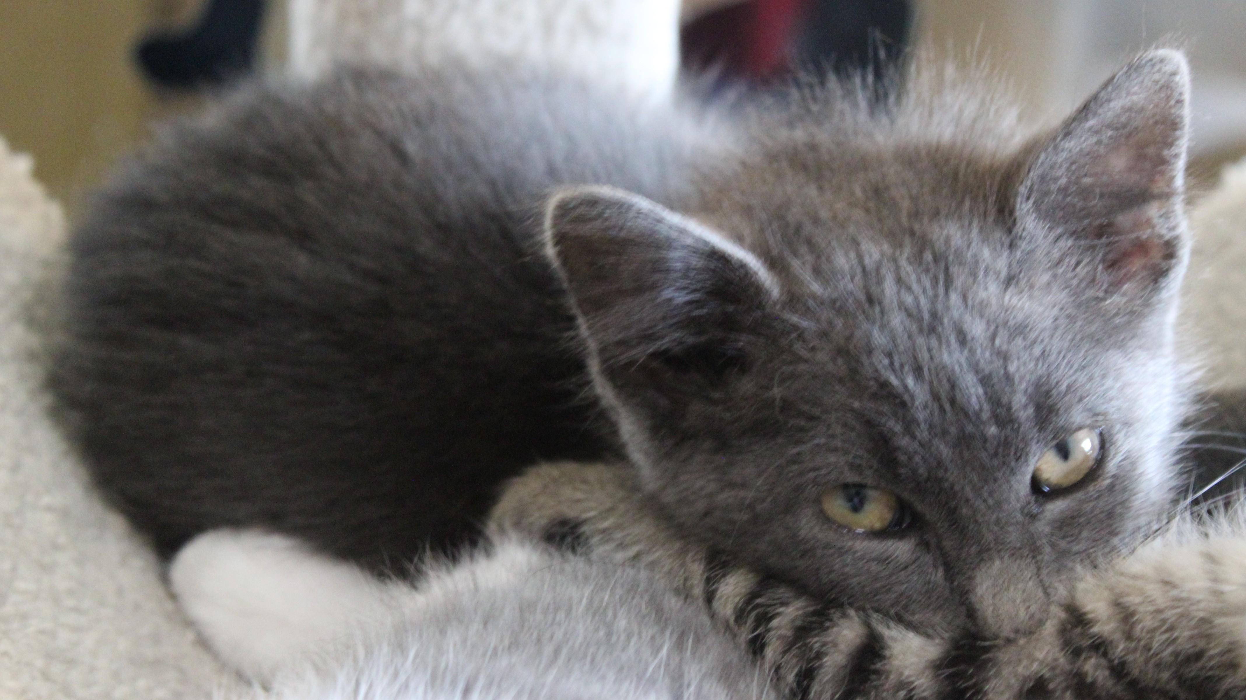 Enlarge Jaws, a Adoptable mixed breed in Huron, SD image 2/4