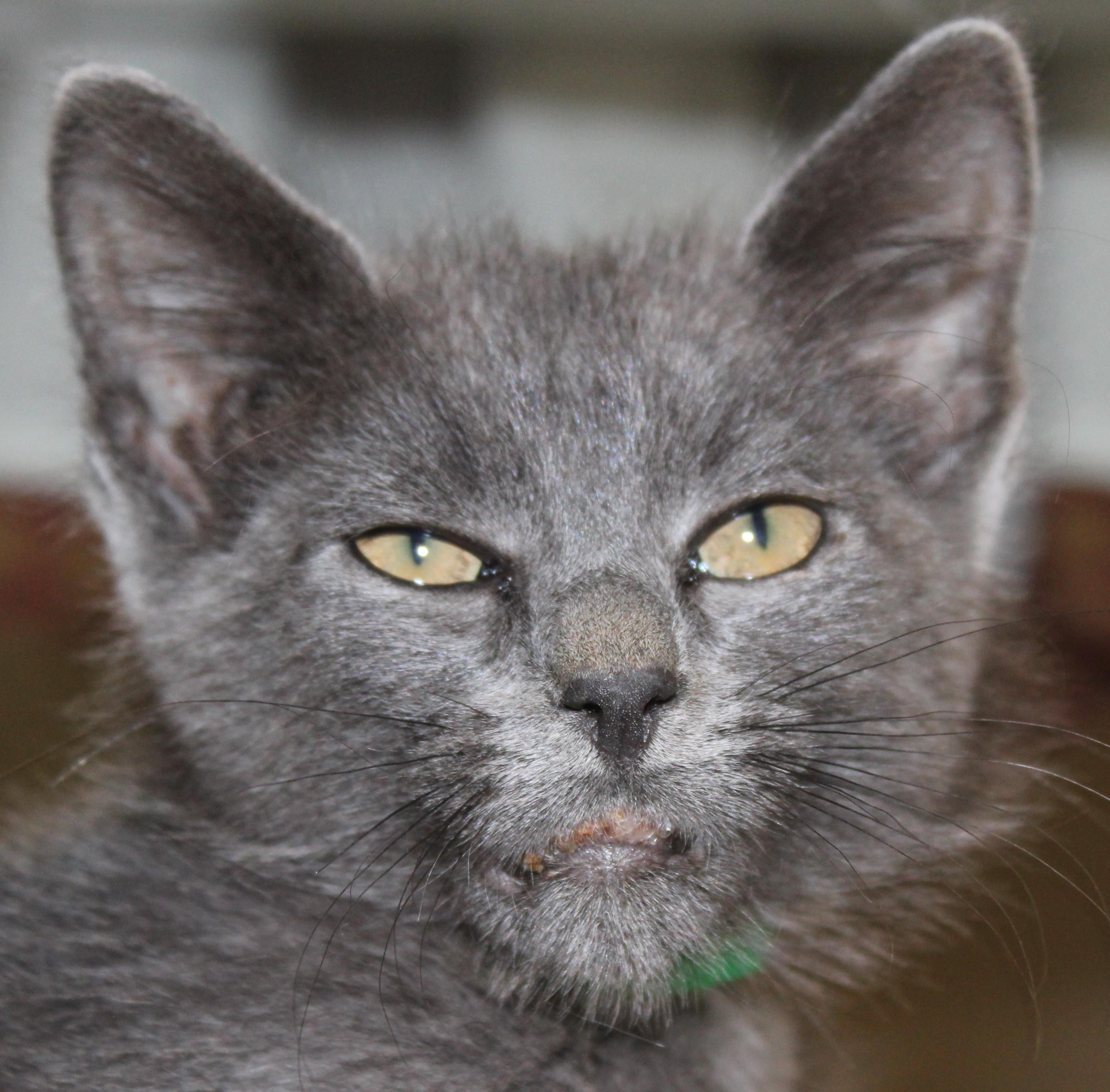 Enlarge Jaws, a Adoptable mixed breed in Huron, SD image 3/4