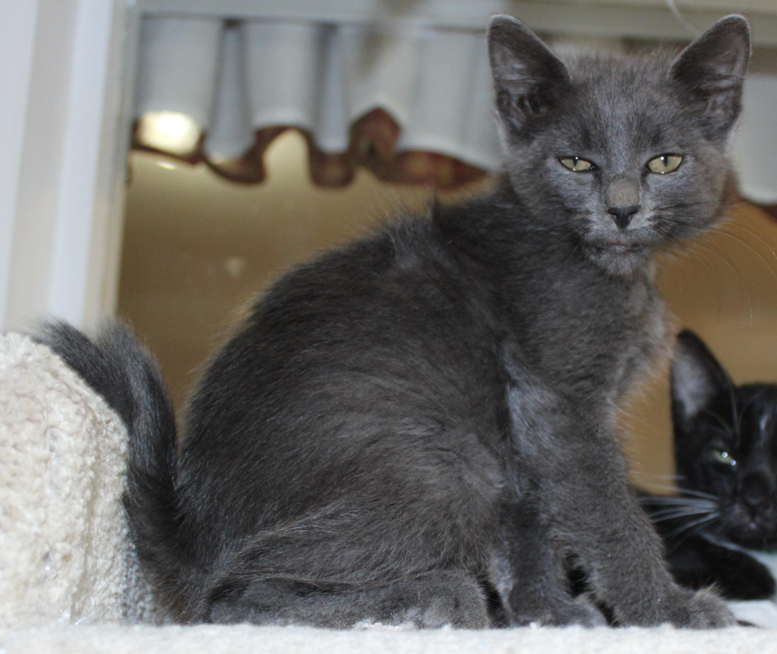 Enlarge Jaws, a Adoptable mixed breed in Huron, SD image 4/4