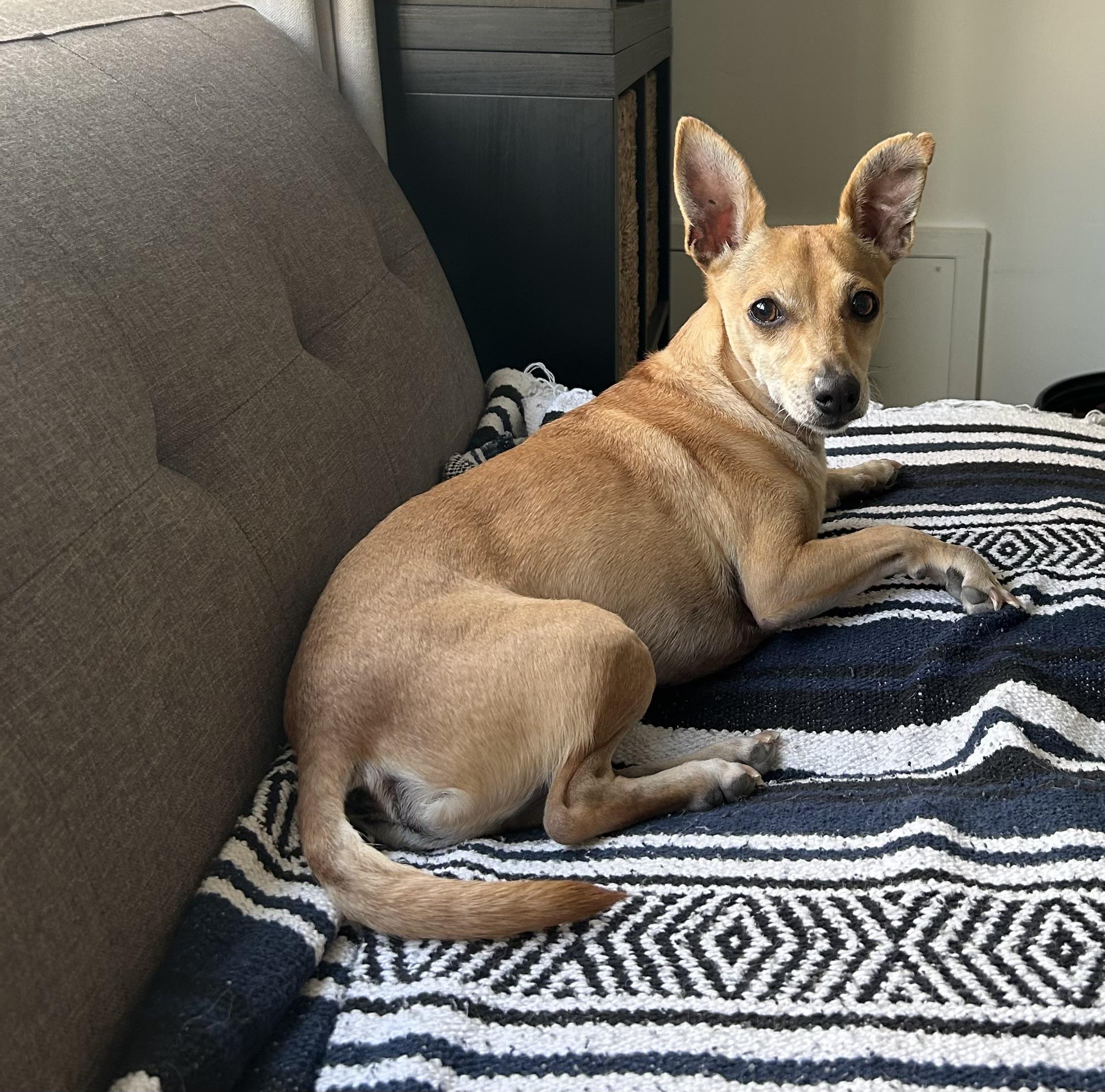 Felix, an adoptable Chihuahua, Chiweenie in Chandler, AZ, 85224 | Photo Image 1