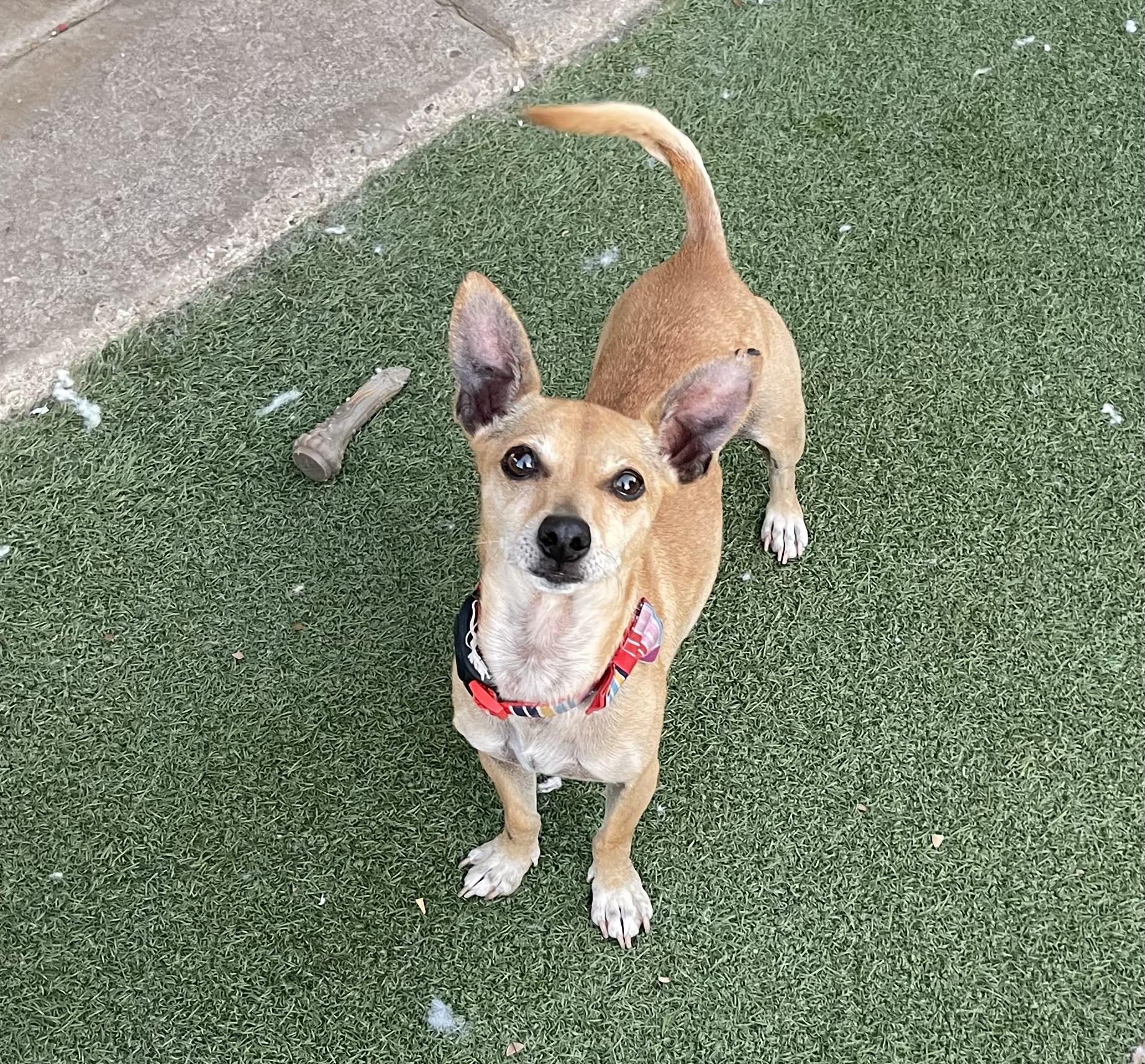 Felix, an adoptable Chihuahua, Chiweenie in Chandler, AZ, 85224 | Photo Image 5