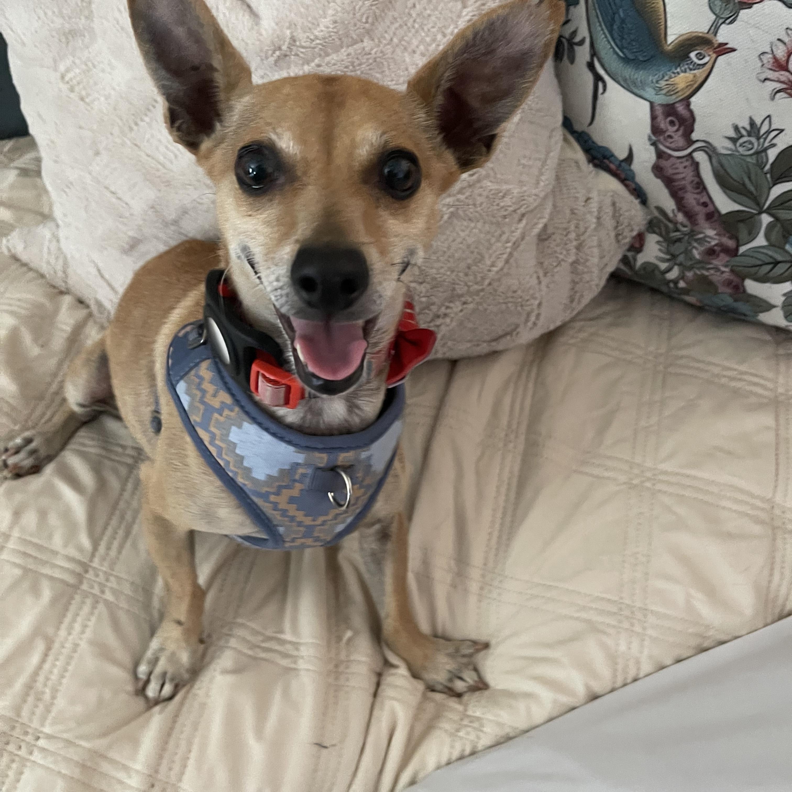 Felix, an adoptable Chihuahua, Chiweenie in Chandler, AZ, 85224 | Photo Image 6