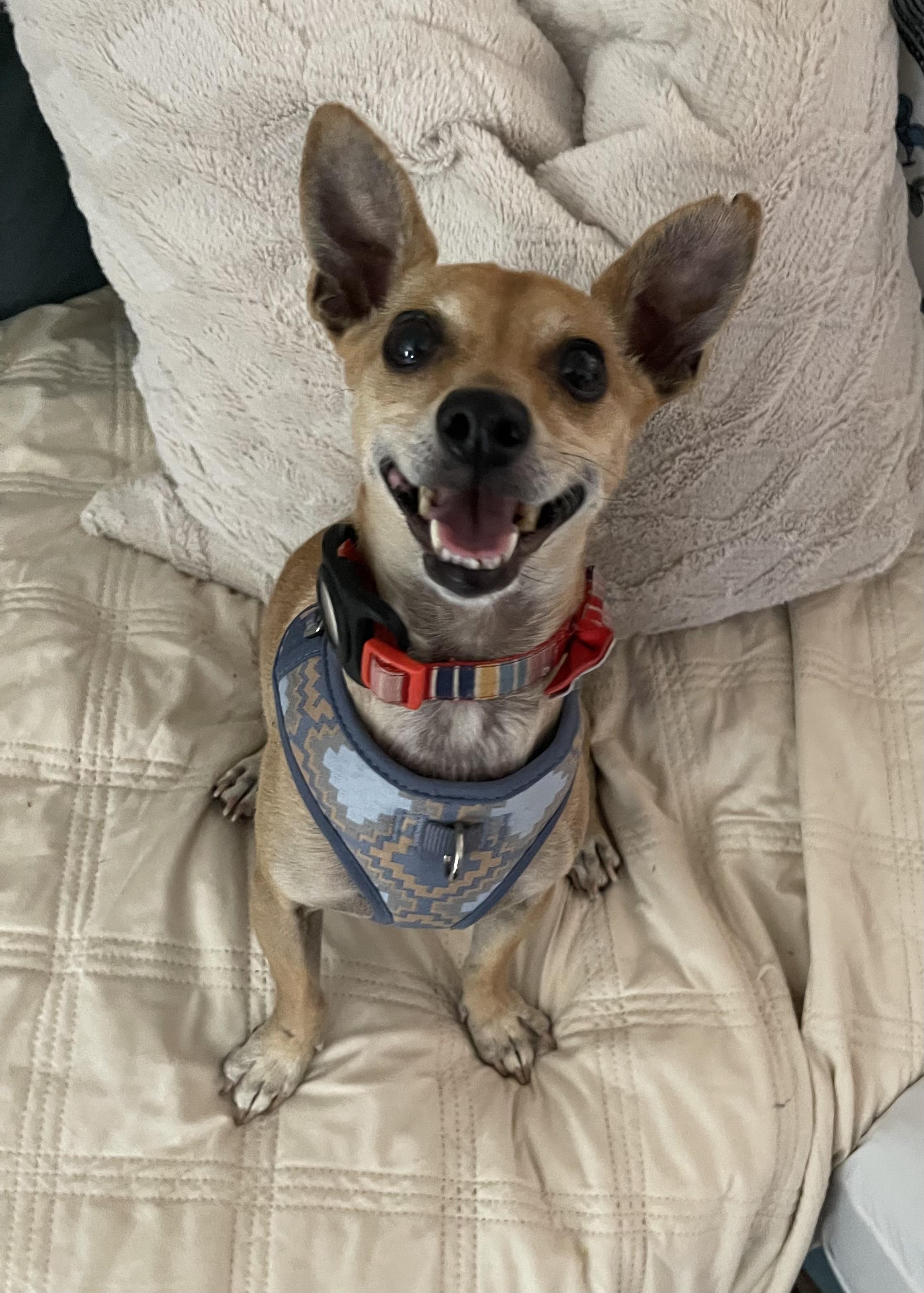Felix, an adoptable Chihuahua, Chiweenie in Chandler, AZ, 85224 | Photo Image 2