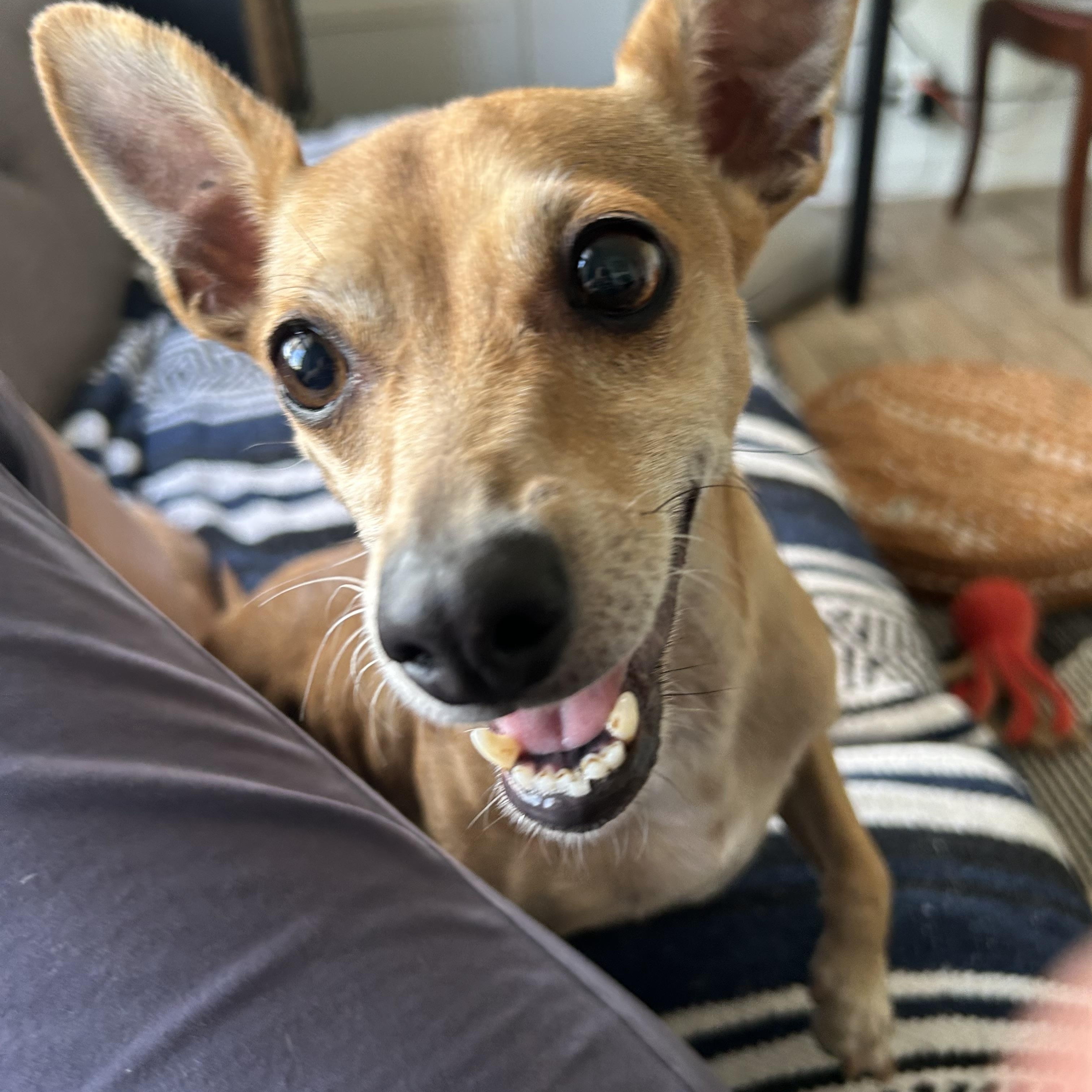Felix, an adoptable Chihuahua, Chiweenie in Chandler, AZ, 85224 | Photo Image 3