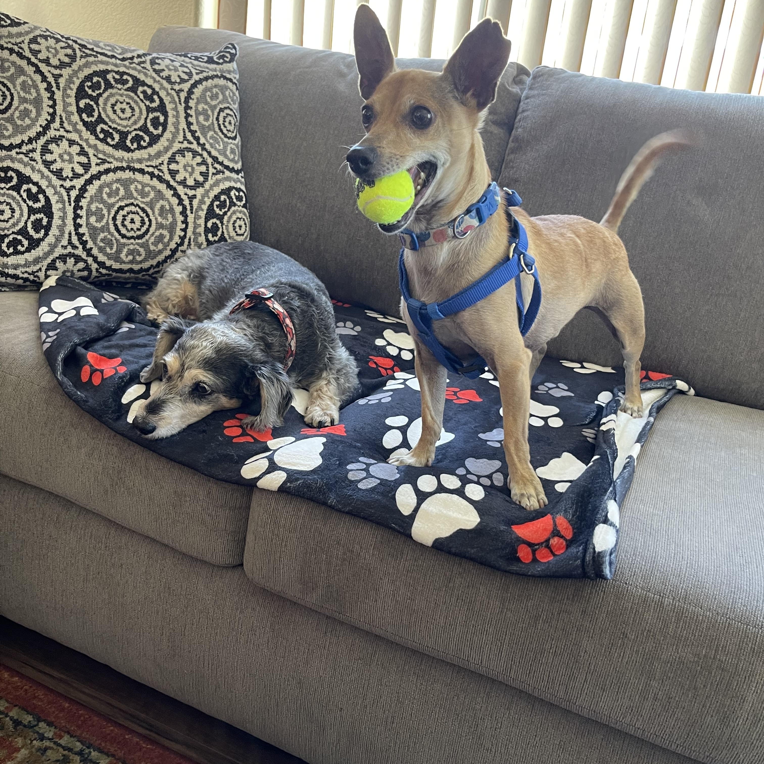 Felix, an adoptable Chihuahua, Chiweenie in Chandler, AZ, 85224 | Photo Image 4